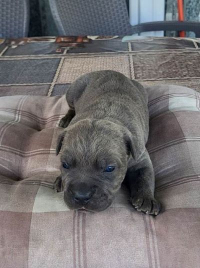 Cane Corso, rezervacija tenaca